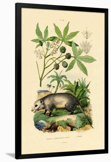 Common Opossum, 1833-39-null-Framed Giclee Print