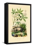 Common Opossum, 1833-39-null-Framed Stretched Canvas