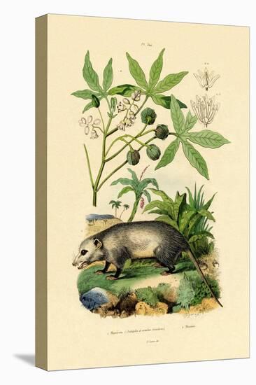 Common Opossum, 1833-39-null-Stretched Canvas