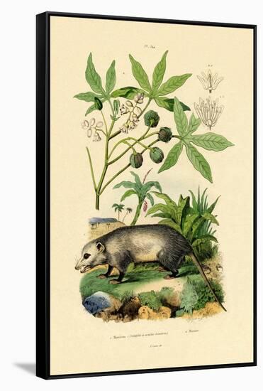 Common Opossum, 1833-39-null-Framed Stretched Canvas