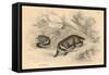 Common or Eurasian Badger (Meles Mele), 1828-null-Framed Stretched Canvas