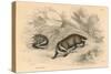 Common or Eurasian Badger (Meles Mele), 1828-null-Stretched Canvas