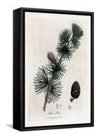 Common or European Meleze - European Larch Tree, Larix Decidua. Handcoloured Copperplate Engraving-James Sowerby-Framed Stretched Canvas