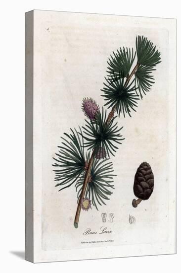 Common or European Meleze - European Larch Tree, Larix Decidua. Handcoloured Copperplate Engraving-James Sowerby-Stretched Canvas