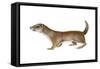 Common or Least Weasel (Mustela Nivalis), Mammals-Encyclopaedia Britannica-Framed Stretched Canvas
