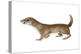 Common or Least Weasel (Mustela Nivalis), Mammals-Encyclopaedia Britannica-Stretched Canvas