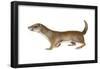 Common or Least Weasel (Mustela Nivalis), Mammals-Encyclopaedia Britannica-Framed Poster