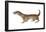 Common or Least Weasel (Mustela Nivalis), Mammals-Encyclopaedia Britannica-Framed Poster