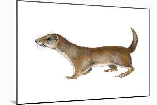 Common or Least Weasel (Mustela Nivalis), Mammals-Encyclopaedia Britannica-Mounted Poster