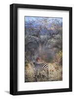 Common or Plains Zebra (Equus Quagga Burchelli) Grazing in Bushtarangire National Park-Cheryl-Samantha Owen-Framed Photographic Print