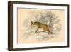 Common or Red Fox (Vulpes Vulpe), 1828-null-Framed Giclee Print