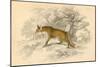 Common or Red Fox (Vulpes Vulpe), 1828-null-Mounted Giclee Print