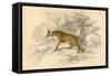 Common or Red Fox (Vulpes Vulpe), 1828-null-Framed Stretched Canvas