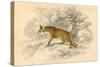 Common or Red Fox (Vulpes Vulpe), 1828-null-Stretched Canvas