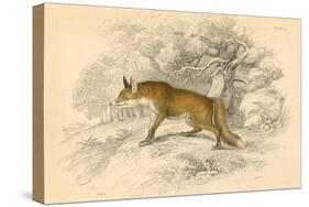 Common or Red Fox (Vulpes Vulpe), 1828-null-Stretched Canvas