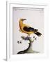 Common Oriole-null-Framed Giclee Print