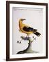 Common Oriole-null-Framed Giclee Print