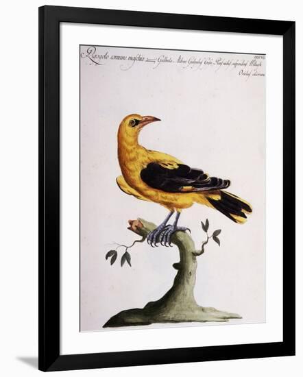 Common Oriole-null-Framed Giclee Print