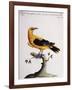 Common Oriole-null-Framed Giclee Print