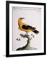 Common Oriole-null-Framed Giclee Print