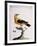 Common Oriole-null-Framed Giclee Print