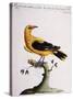 Common Oriole-null-Stretched Canvas