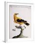 Common Oriole-null-Framed Giclee Print