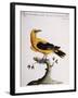 Common Oriole-null-Framed Giclee Print