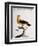 Common Oriole-null-Framed Giclee Print