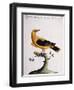 Common Oriole-null-Framed Giclee Print