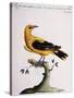 Common Oriole-null-Stretched Canvas