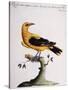 Common Oriole-null-Stretched Canvas