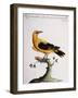 Common Oriole-null-Framed Giclee Print