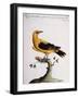 Common Oriole-null-Framed Giclee Print