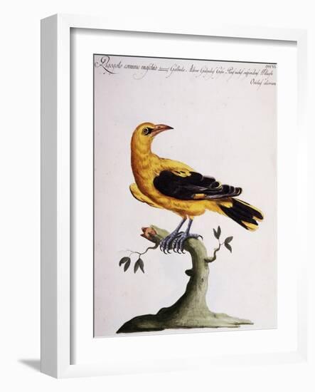 Common Oriole-null-Framed Giclee Print