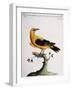 Common Oriole-null-Framed Giclee Print