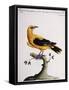 Common Oriole-null-Framed Stretched Canvas