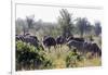 Common ostrich and Burchell's plains zebra , Kruger Nat'l Park, South Africa, Africa-Christian Kober-Framed Photographic Print