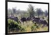 Common ostrich and Burchell's plains zebra , Kruger Nat'l Park, South Africa, Africa-Christian Kober-Framed Photographic Print