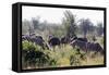 Common ostrich and Burchell's plains zebra , Kruger Nat'l Park, South Africa, Africa-Christian Kober-Framed Stretched Canvas