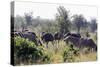 Common ostrich and Burchell's plains zebra , Kruger Nat'l Park, South Africa, Africa-Christian Kober-Stretched Canvas