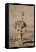 Common Ostrich (Struthio Camelus) Chick-James Hager-Framed Stretched Canvas