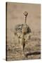 Common Ostrich (Struthio Camelus) Chick-James Hager-Stretched Canvas