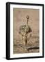 Common Ostrich (Struthio Camelus) Chick-James Hager-Framed Photographic Print