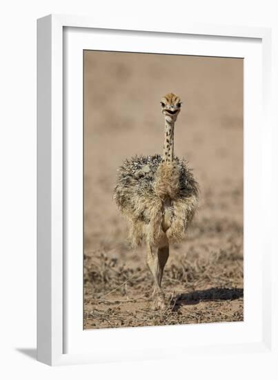 Common Ostrich (Struthio Camelus) Chick-James Hager-Framed Photographic Print