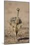 Common Ostrich (Struthio Camelus) Chick-James Hager-Mounted Photographic Print