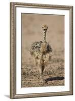 Common Ostrich (Struthio Camelus) Chick-James Hager-Framed Photographic Print