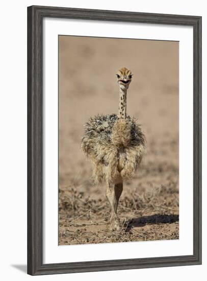 Common Ostrich (Struthio Camelus) Chick-James Hager-Framed Photographic Print