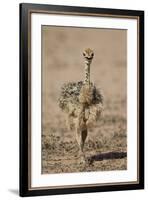 Common Ostrich (Struthio Camelus) Chick-James Hager-Framed Photographic Print