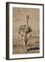 Common Ostrich (Struthio Camelus) Chick-James Hager-Framed Photographic Print